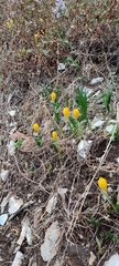 Sternbergia lutea