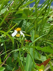 Zelus longipes