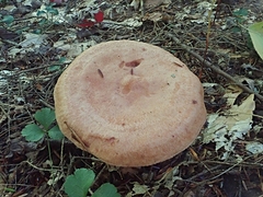 Lactarius vinaceorufescens