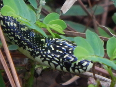 Lampropeltis holbrooki