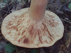 Lactarius vinaceorufescens