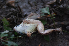 Leptodactylus fuscus