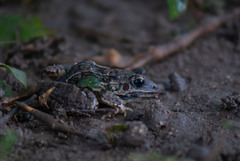 Leptodactylus fuscus