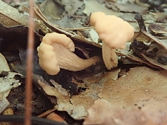 Cudonia lutea
