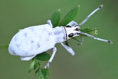 Myllocerus undecimpustulatus