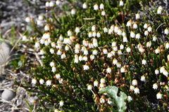 Cassiope tetragona