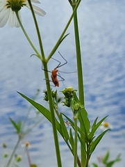 Zelus longipes