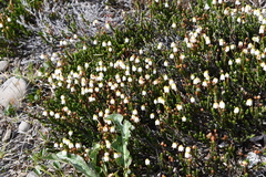 Cassiope tetragona