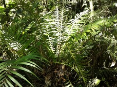 Neoblechnum brasiliense