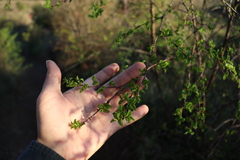 Nothofagus obliqua