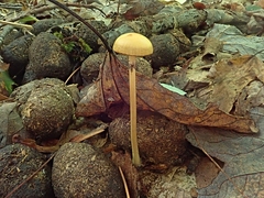 Protostropharia alcis