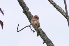 Haemorhous mexicanus