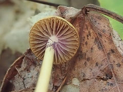 Protostropharia alcis