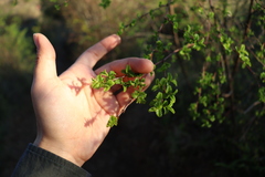 Nothofagus obliqua