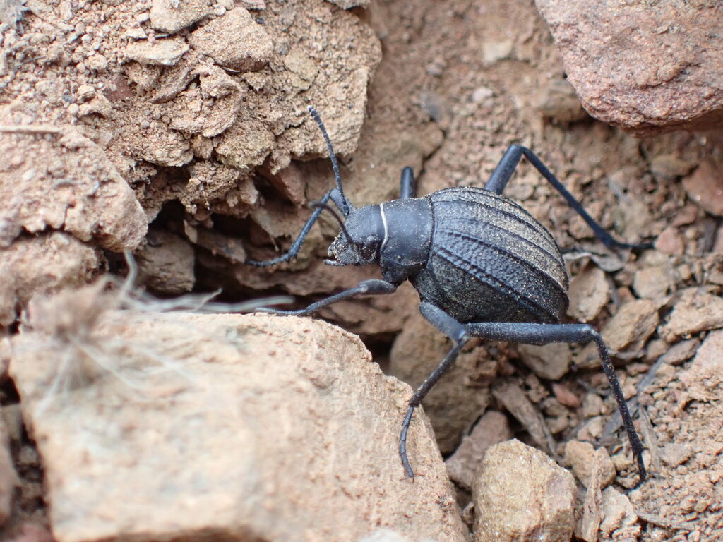 Stenocara dentata