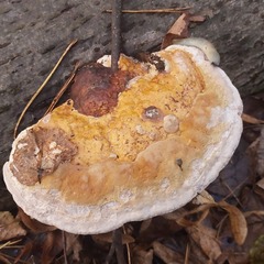 Fomitopsis pinicola