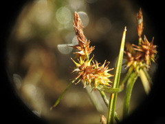 Carex viridula
