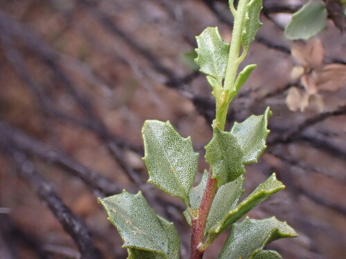 Image of Pegolettia baccharidifolia by (c) Ren Hoekstra, some rights reserved (CC BY)
