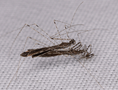 Empicoris rubromaculatus