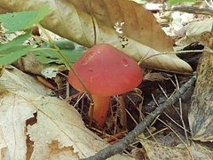 Hygrocybe punicea