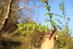 Nothofagus obliqua