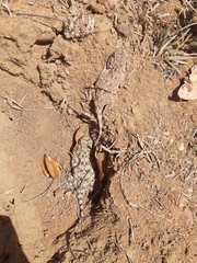 Agama aculeata