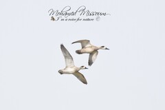 Marmaronetta angustirostris