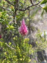 Edmondia