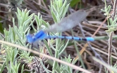 Argia nahuana