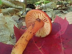 Hygrocybe punicea