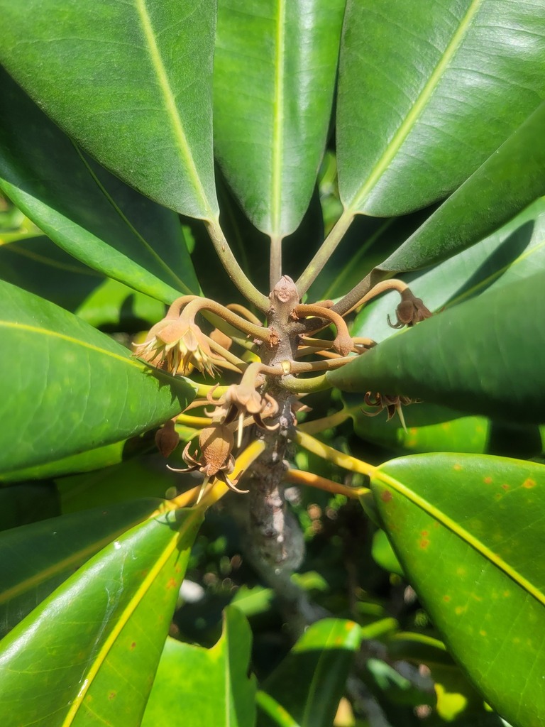 Mimusops sechellarum