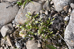 Cherleria biflora