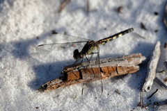 Erythrodiplax minuscula