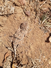 Agama aculeata