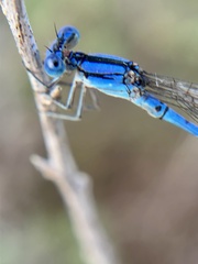 Argia nahuana
