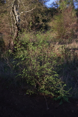Nothofagus obliqua
