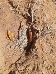 Agama aculeata