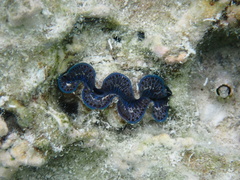 Tridacna maxima