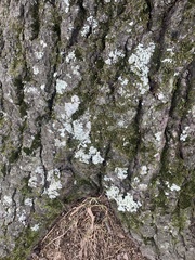 Myelochroa aurulenta