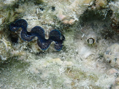 Tridacna maxima