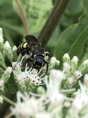 Myzinum obscurum