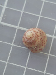 Steromphala divaricata