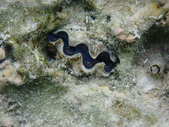 Tridacna maxima