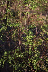 Nothofagus obliqua