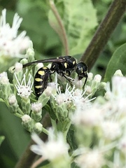 Myzinum obscurum