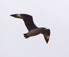 Stercorarius skua