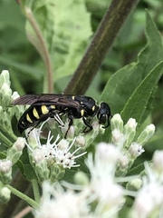 Myzinum obscurum