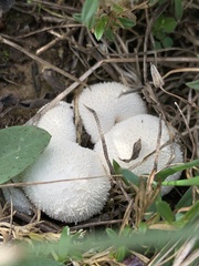 Lycoperdon perlatum