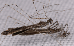 Empicoris rubromaculatus