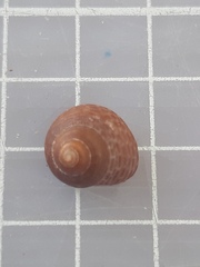 Steromphala umbilicalis